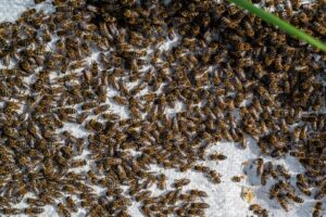Arizona Professional Bee Removal why bee infestations are on the rise