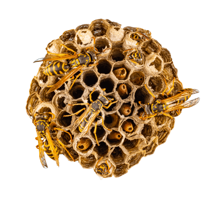 bee keeper in phoenix