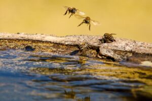 Why Are Bees Attracted to Water Features on Your Property? from Arizona Professional Bee Removal