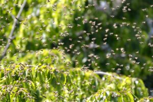 Phoenix Bee Removal: What to Do If You Spot a Swarm with Arizona professional Bee Removal