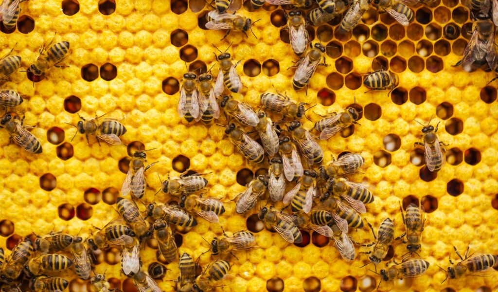 Arizona Professional Bee Removal in Phoenix