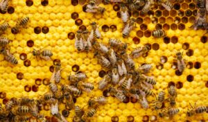 Arizona Professional Bee Removal in Phoenix