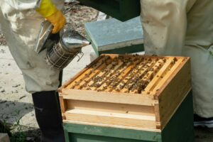 Protect Your Phoenix Home from Pests This Fall with Arizona Professional Bee Removal