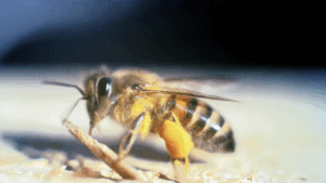 Africanized Honey Bee, credit to Jeffrey W. Lotz, Florida Department of Agriculture and Consumer Services, Bugwood.org - http://www.insectimages.org/browse/detail.cfm?imgnum=5196086