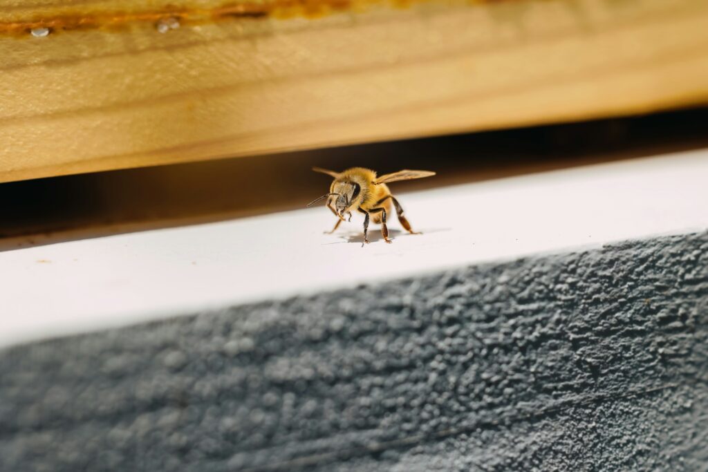 Need professional bee removal in Phoenix? Contact the experts at Arizona Professional Bee Removal. For fast, safe and humane bee removal, contact us today!