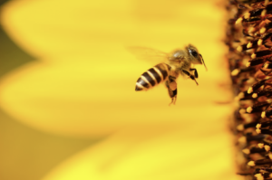 How much does bee removal cost in Phoenix? by Arizona Professional Bee Removal