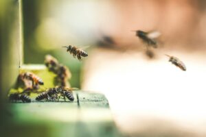Buzzing sounds or bees near your walls? Learn the warning signs of bees in your walls and why Arizona homeowners should act fast.