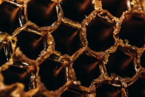Bee Removal vs Extermination in Arizona: What Homeowners Should Know