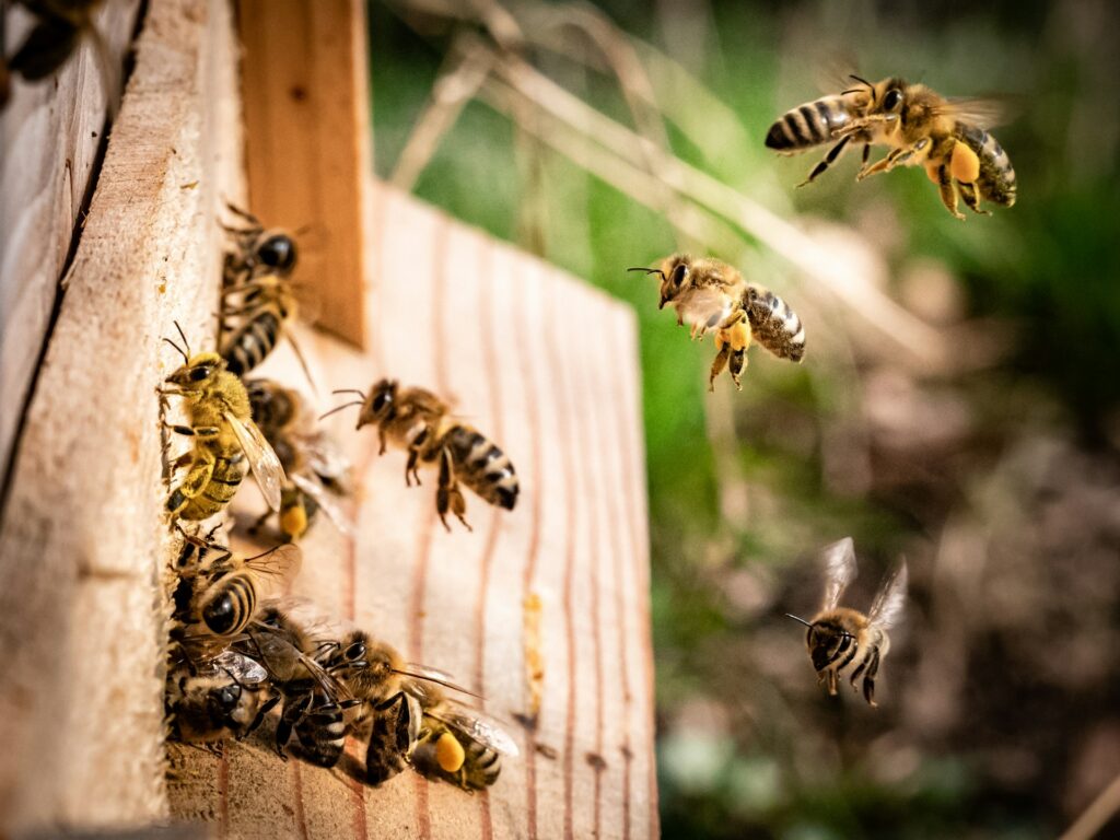 Wondering what bee removal costs in Phoenix AZ? See 2026 pricing for swarms, structural hive removal, and honeycomb cleanup. Free estimates: (602) 456-5197.