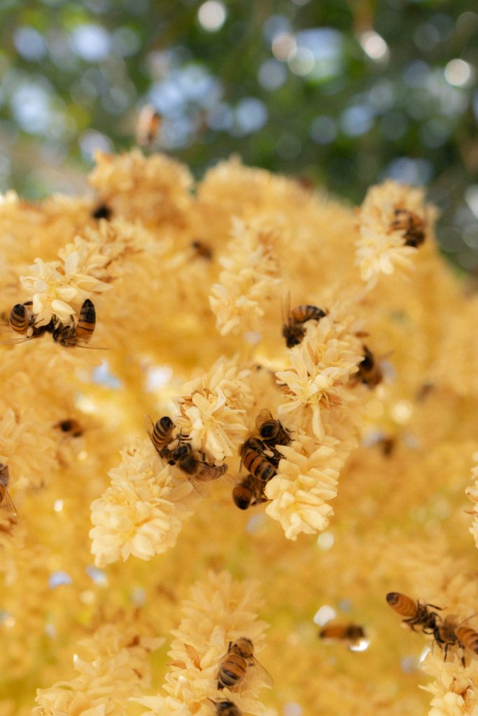 Bee Removal in Goodyear, AZ